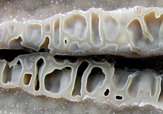 Il Tempo delle Morchelle